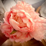 Camelias Artificiales / Rosa